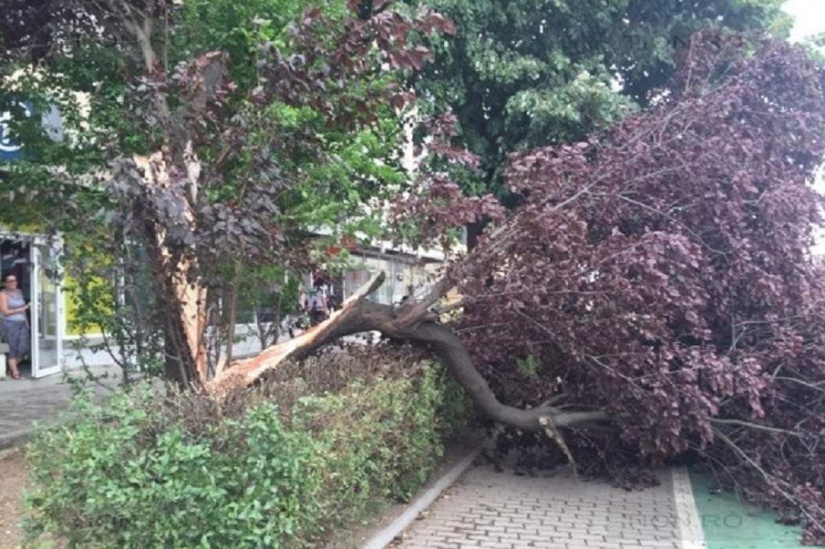 Mare atenţie! Se întoarce vântul puternic în România! Meteorologii avertizează