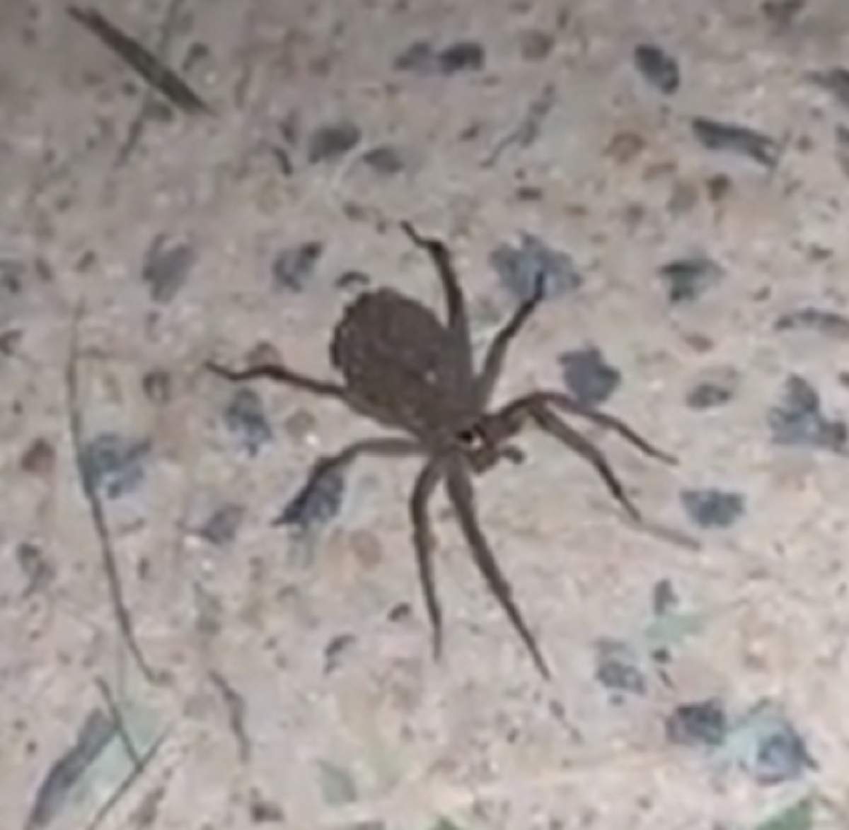 VIDEO / A vrut să prindă un păianjen, dar ce a urmat e de coşmar! Casa le-a fost invadată