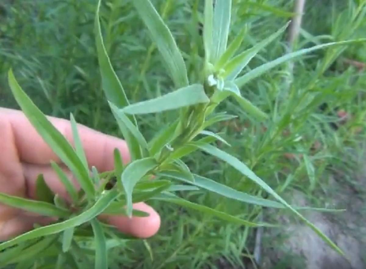 Condimentul care vindecă o mulţime de boli şi poate înlocui sarea! Foloseşte-l zi de zi