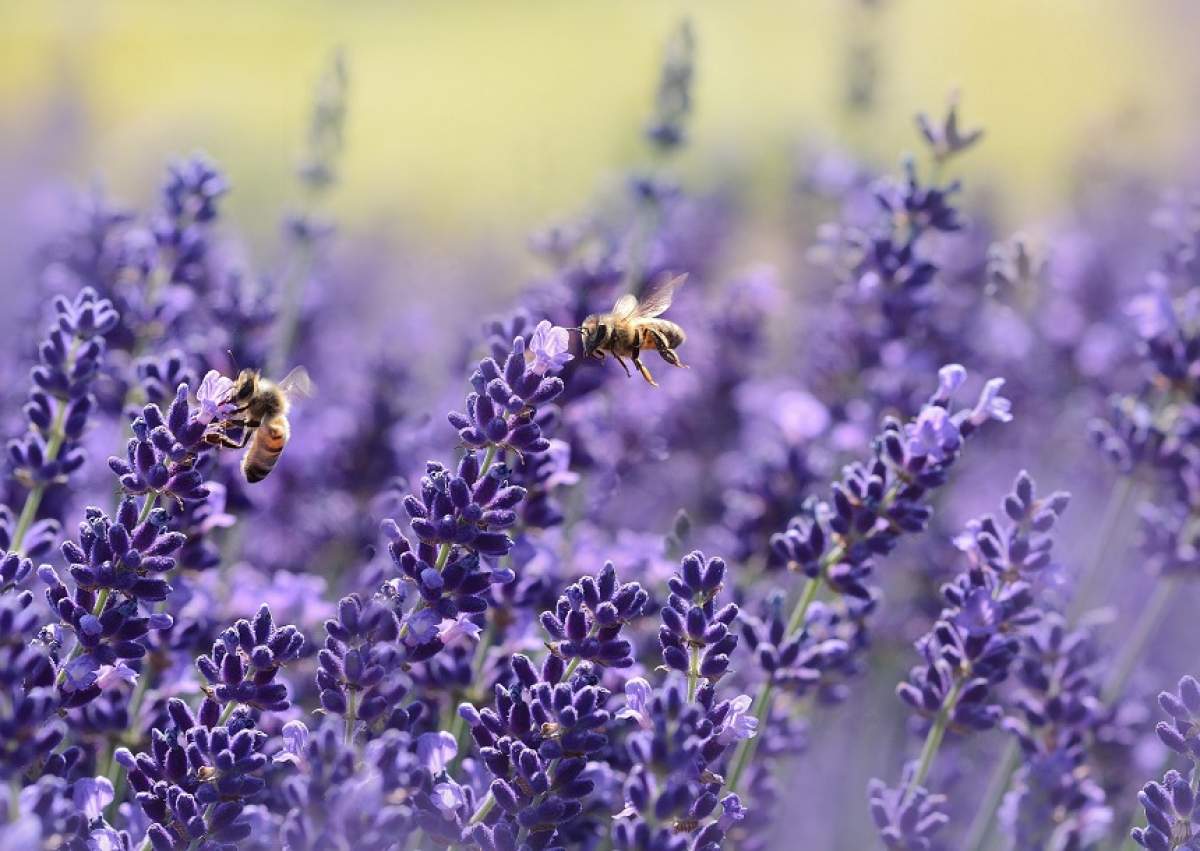 Levănţica, planta minune! Distruge cea mai temută bacterie din lume