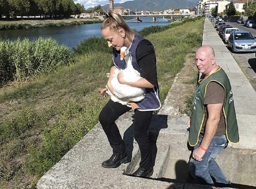 FOTO / România, în topul ruşinii din nou! O româncă a furat un gânsac-mascotă! Explicaţiile date autorităţilor din Italia