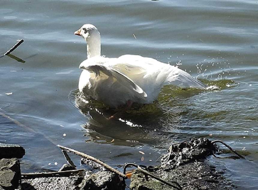 FOTO / România, în topul ruşinii din nou! O româncă a furat un gânsac-mascotă! Explicaţiile date autorităţilor din Italia