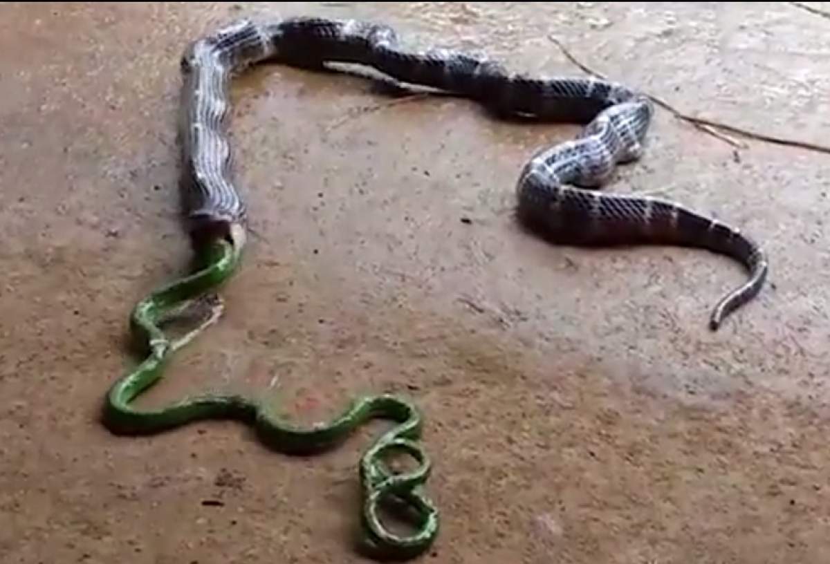 VIDEO / Imagini bizare! Un şarpe vomită un alt şarpe pe care a încercat să îl înghită