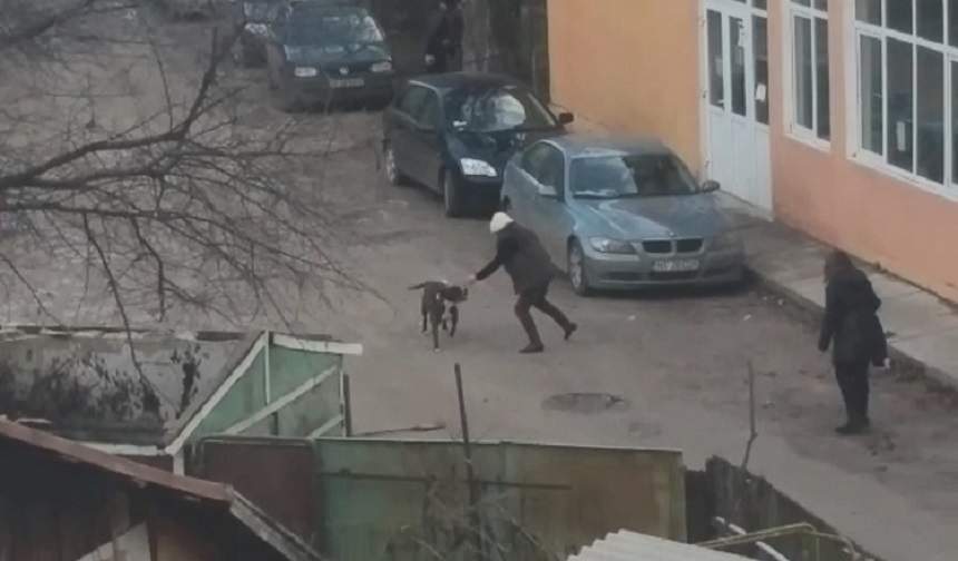 VIDEO / Atacaţi, muşcaţi şi prinşi de mâini! Doi câini au cauzat scene de coşmar în oraş