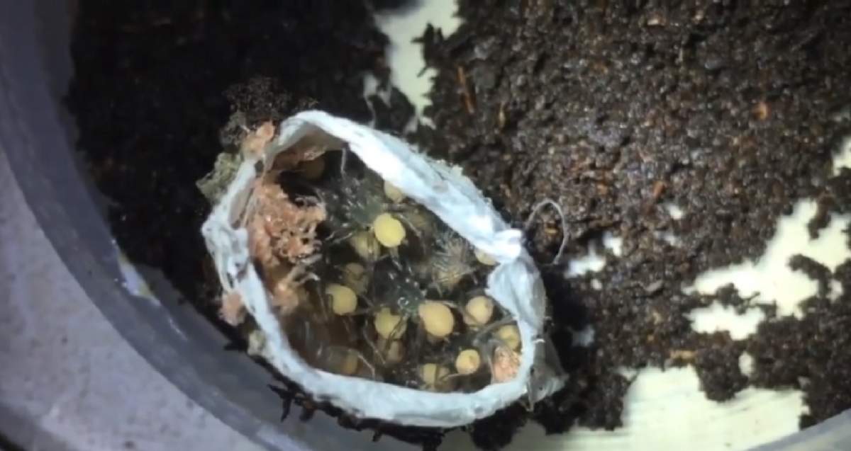 VIDEO / A tăiat un ou de păianjen şi a avut un şoc. Ce a ieşit din el e uimitor. A luat camera şi a început să filmeze
