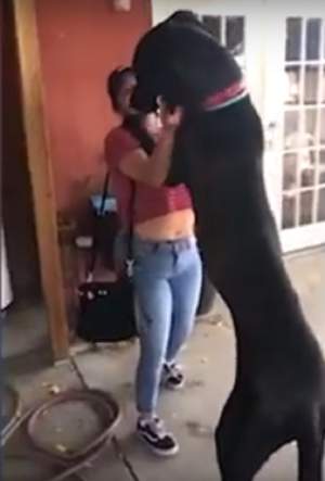 VIDEO / Scene emoţionante între o femeie şi câinele său! O să rămâi fără cuvinte când o să vezi cum a fost întâmpinată stăpâna
