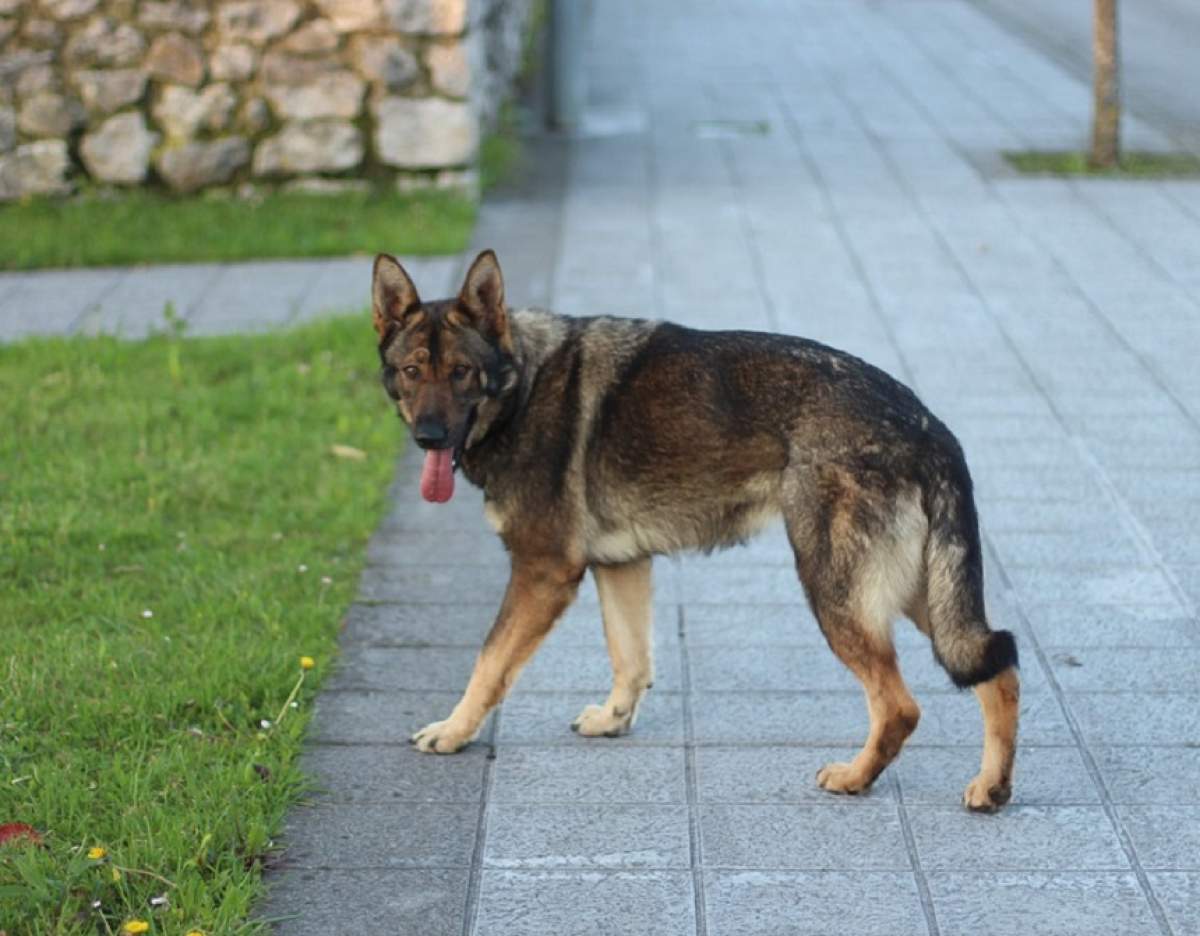 Câine poliţist, muşcat de un bărbat! "Am fost nevoiţi să folosim pistolul cu electroşocuri"