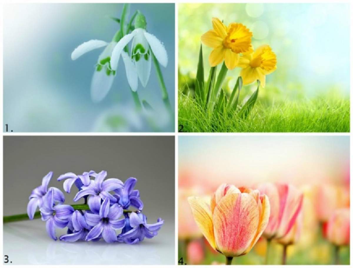 Foto / Testul primăverii îţi spune ce te aşteaptă. Tot ce trebuie să faci este să alegi o floare