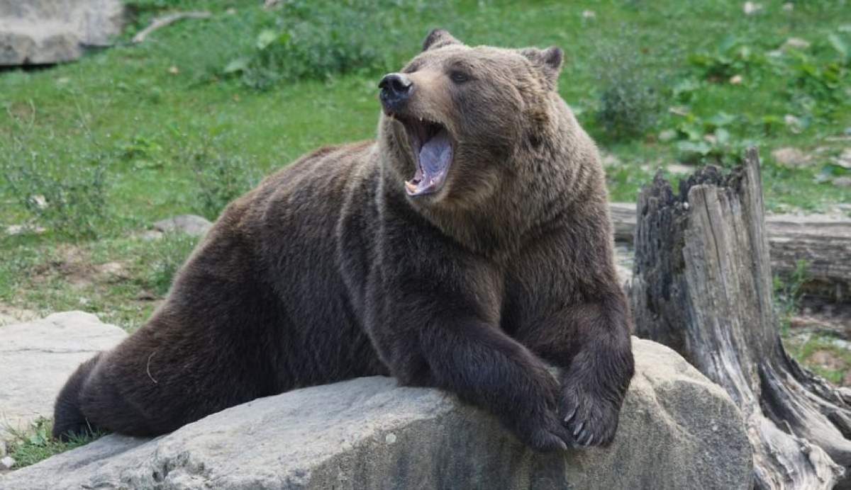 VIDEO / Minori atacaţi de urs la Zoo Bârlad! Adolescentei i-a fost sfâşiat piciorul, iar tânărului mâna, după ce au vrut să facă un selfie!