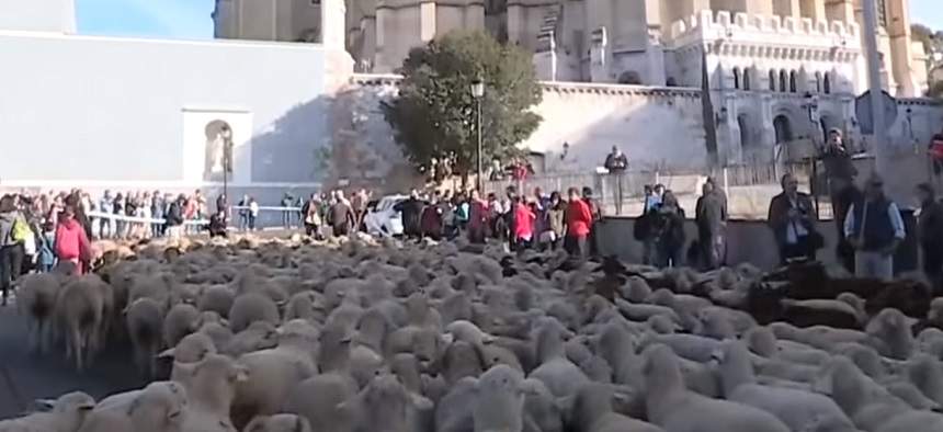 FOTO / Maşinile din centrul Madridului au fost înlocuite cu sute de oi!