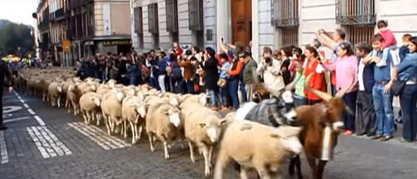 FOTO / Maşinile din centrul Madridului au fost înlocuite cu sute de oi!