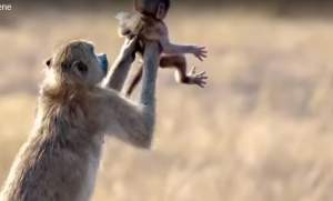 VIDEO / Viaţa bate filmul! O maimuţă îşi ţine puiul în braţe la fel ca în "Lion King"