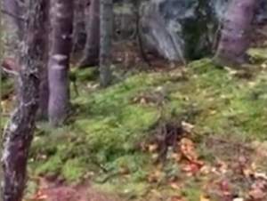 VIDEO / " Este cel mai înfricoşător lucru pe care l-am văzut vreodată". Ce a surprins un bărbat într-o pădure din Canada îţi face pielea de găină