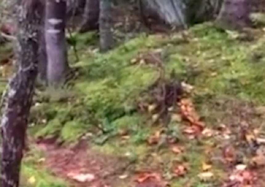 VIDEO / " Este cel mai înfricoşător lucru pe care l-am văzut vreodată". Ce a surprins un bărbat într-o pădure din Canada îţi face pielea de găină