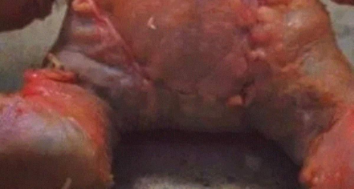 FOTO / Ursuleț împodobit cu carne de curcan, vândut ca preparat culinar. Cum arată jucăria care a terorizat internetul