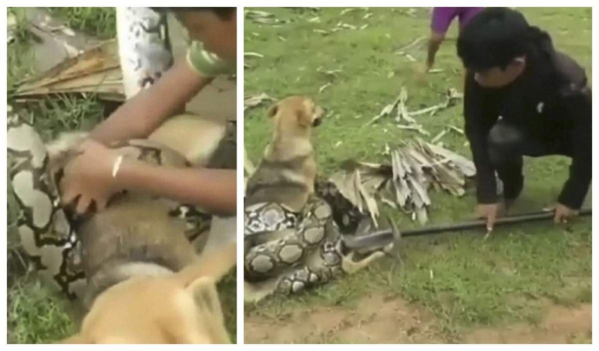 VIDEO / Momentul șocant în care doi copii luptă cu un șarpe monstruos, pentru a-și salva animalul de companie