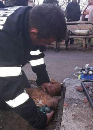 FOTO / Îl mai ştii pe Mugurel, pompierul care a făcut respiraţie gură la gură unui câine? Ce s-a întâmplat cu el