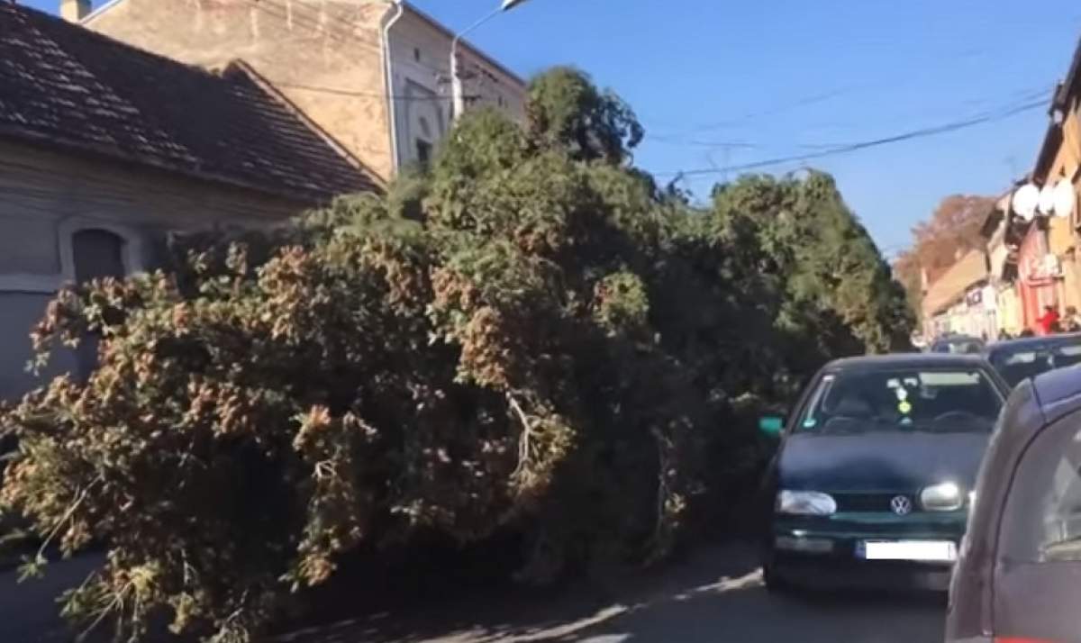 VIDEO / Dorel de Lugoj. Un brad uriaș de Crăciun a fost târât printre mașini și cabluri de curent