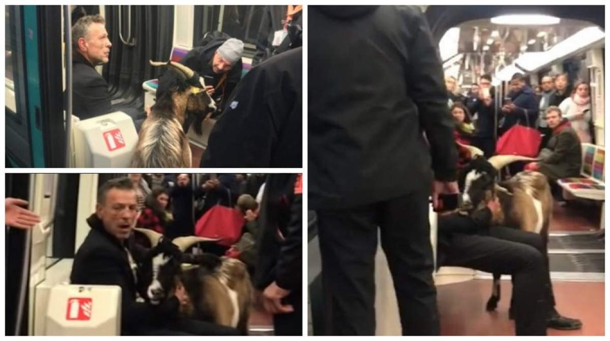VIDEO / A furat o capră de lângă muzeu și a plimbat-o cu metroul. Imaginile au ajuns virale