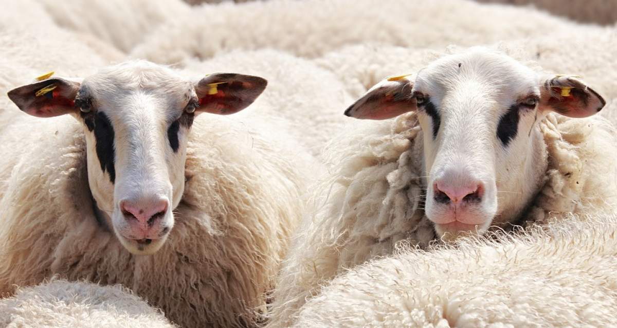 Miorița de 2018. Motivul pentru care ciobanii din Tulcea amenință că își vor îneca oile în Dunăre