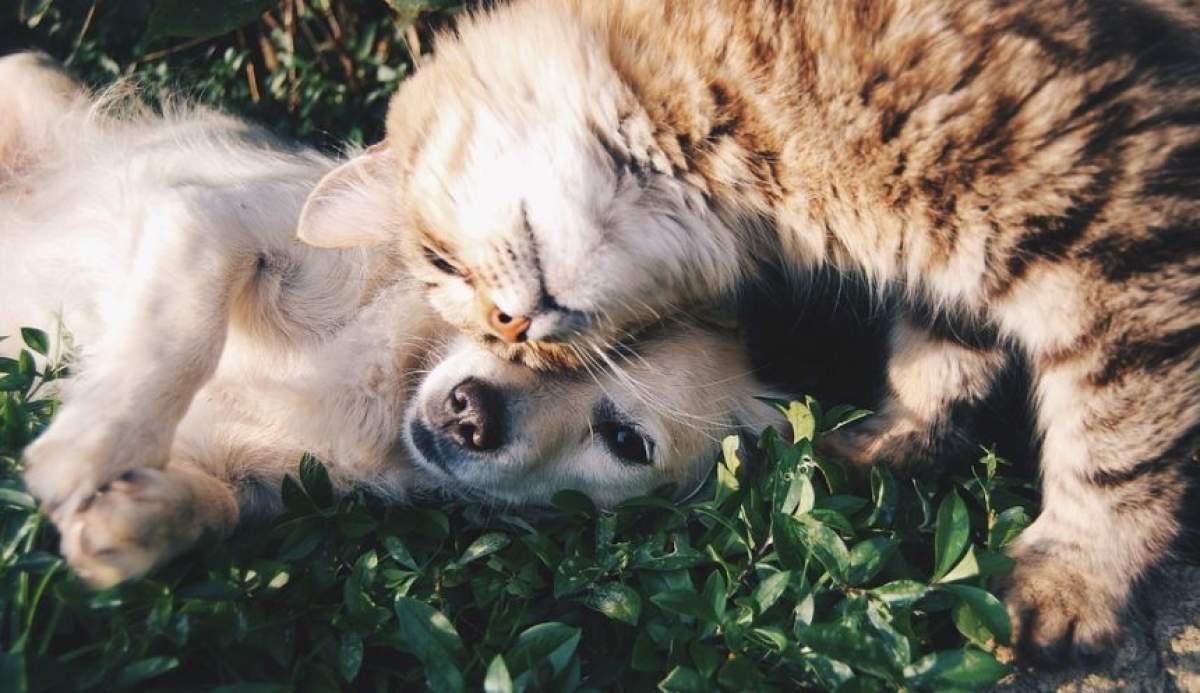 ÎNTREBAREA ZILEI! Ştiai că aceste animale de companie îţi pot vindeca diverse boli?