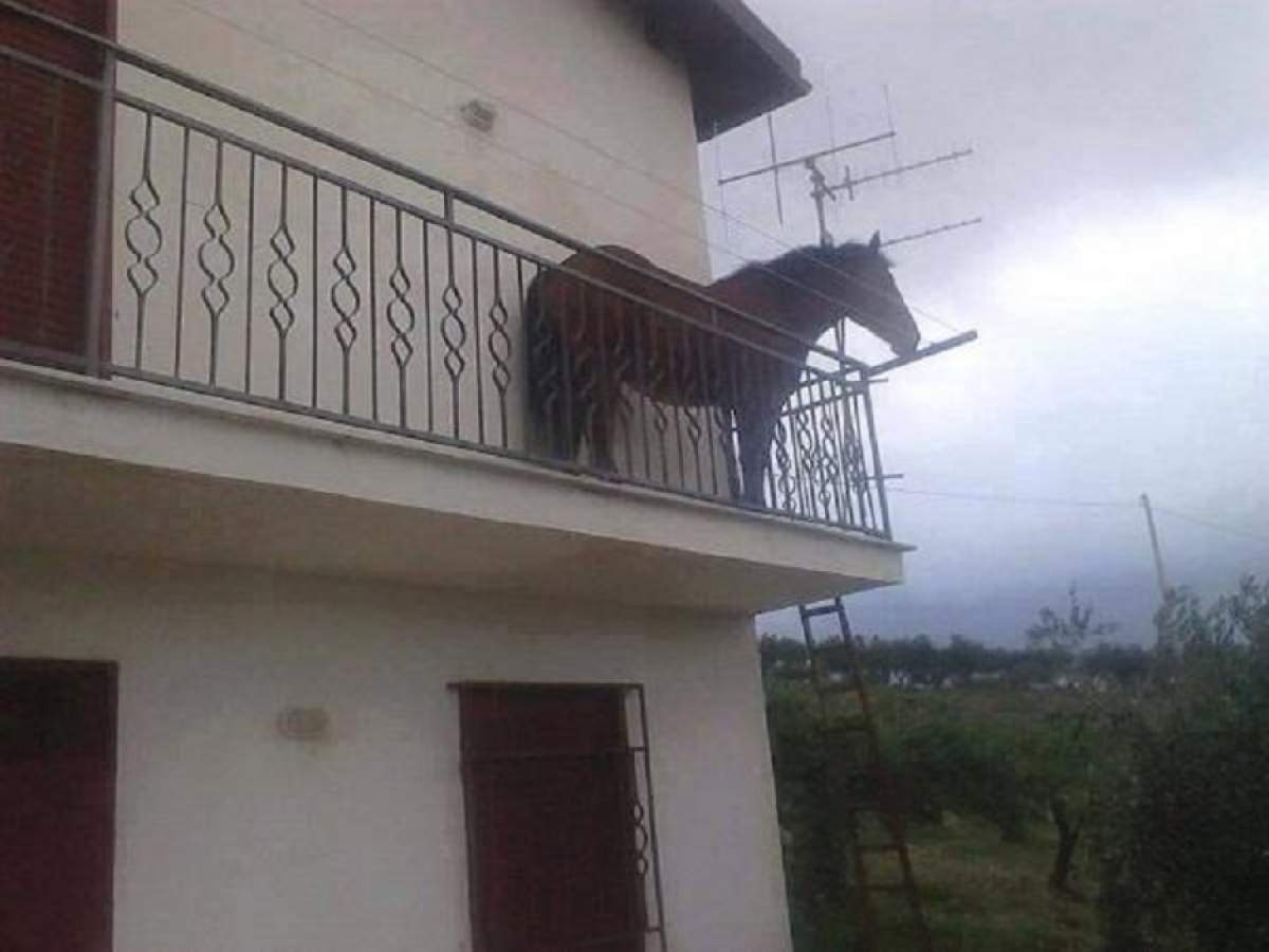 FOTO / Făt Frumos de Cluj și-a „parcat” calul pe balcon. Imaginea a ajuns virală