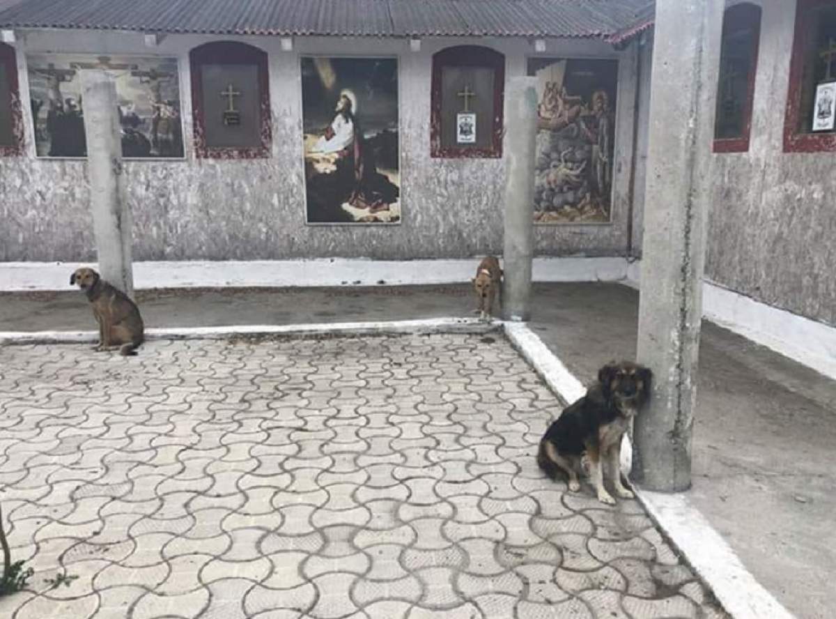 FOTO / Credinţă şi nepăsare! Câinii de la Mănăstirea din Năvodari, chinuiţi de călugări