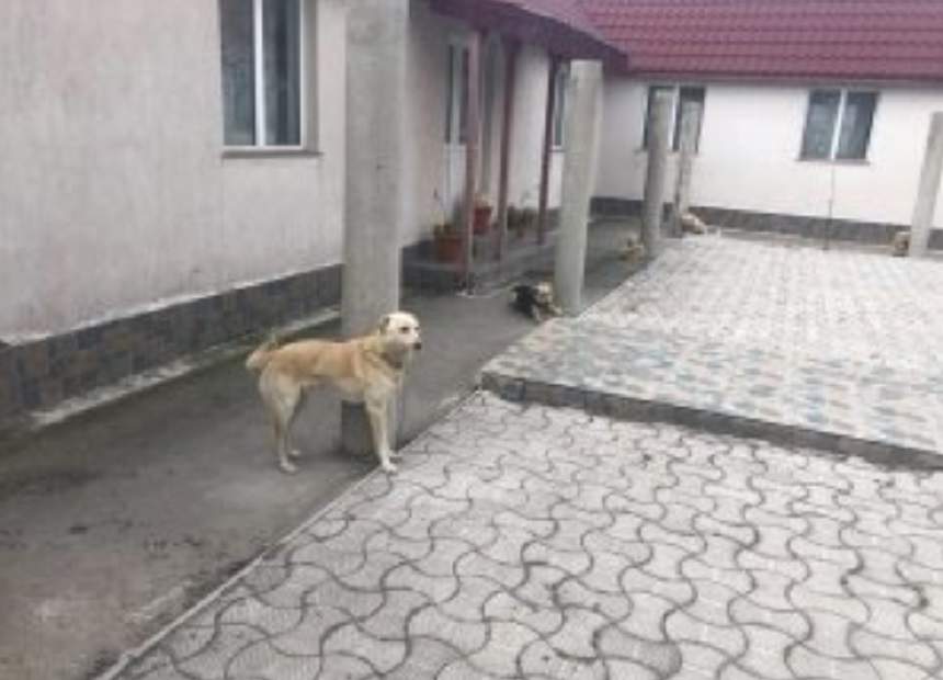 FOTO / Credinţă şi nepăsare! Câinii de la Mănăstirea din Năvodari, chinuiţi de călugări