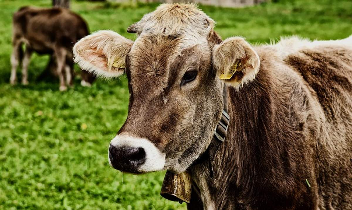 O femeie și un bărbat au fost uciși în curtea propriei case, de către animalele pe care le creșteau