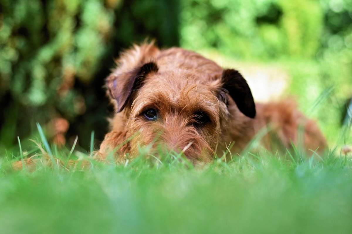 ÎNTREBAREA ZILEI: Tu ştii care este adevăratul motiv pentru care câinii mănâncă iarbă? Abia s-a aflat!