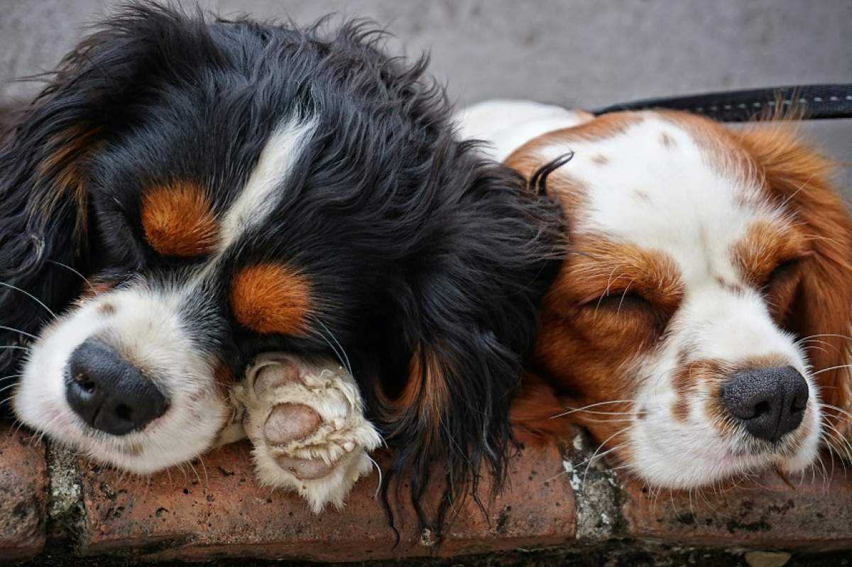 Dacă vrei ca animalul tău de companie să trăiască veşnic, chinezii îl pot clona. Cât costă o astfel de procedură