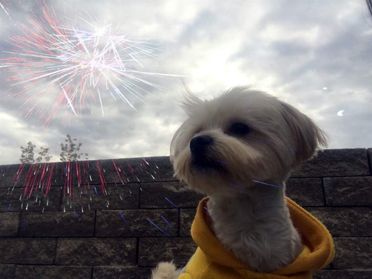 Ai animale de companie care se sperie mereu de artificiile și pocnitorile de Revelion? Cum le poți diminua spaima