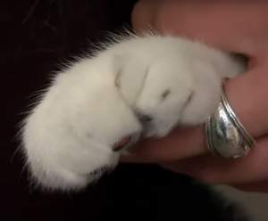 VIDEO / Pisică de record! Aceasta este felina cu cele mai multe degete din lume