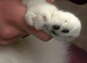 VIDEO / Pisică de record! Aceasta este felina cu cele mai multe degete din lume