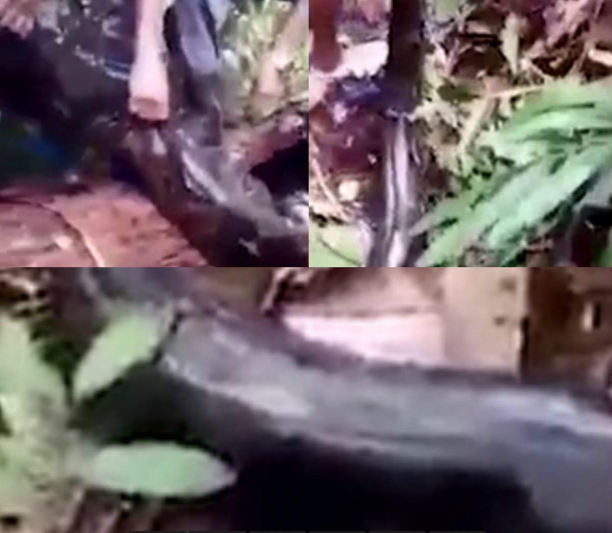 VIDEO / Un șarpe mic se împerechea cu o femelă de șase metri. Ce a urmat întrece orice imaginație