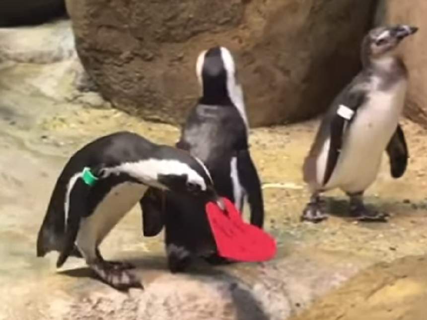 VIDEO VIRAL /  Şi pinguinii sărbătoresc Ziua Îndrăgostiților. Îi ajută se se împerecheze