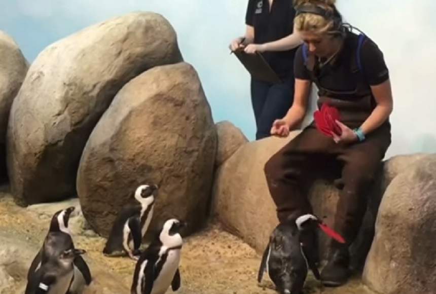VIDEO VIRAL /  Şi pinguinii sărbătoresc Ziua Îndrăgostiților. Îi ajută se se împerecheze