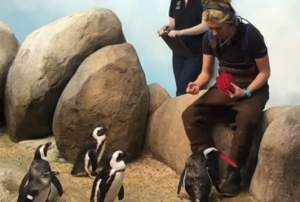 VIDEO VIRAL /  Şi pinguinii sărbătoresc Ziua Îndrăgostiților. Îi ajută se se împerecheze