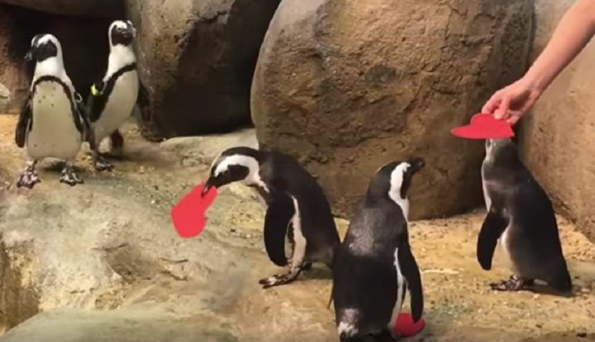 VIDEO VIRAL /  Şi pinguinii sărbătoresc Ziua Îndrăgostiților. Îi ajută se se împerecheze