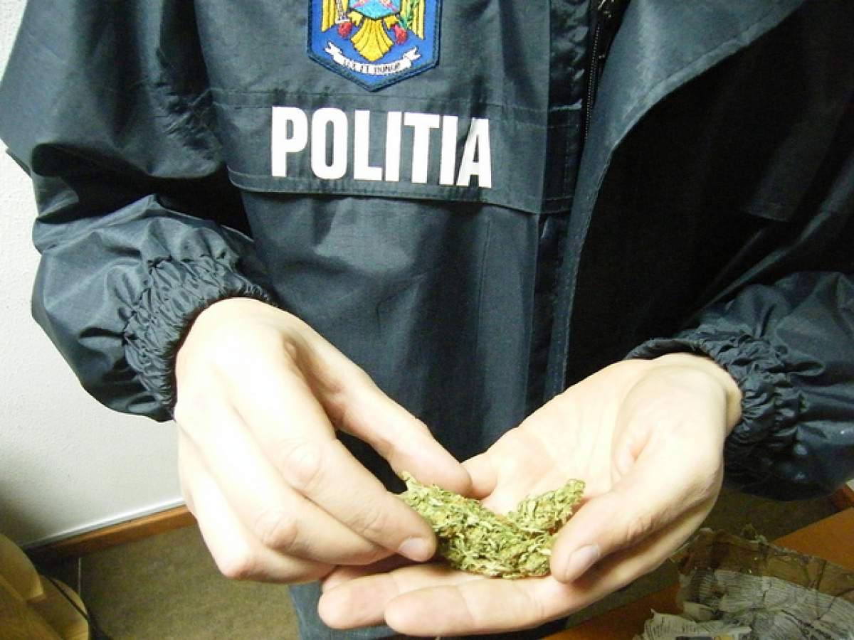 Piţipoance prinse cu 7,5 kilograme de cannabis!