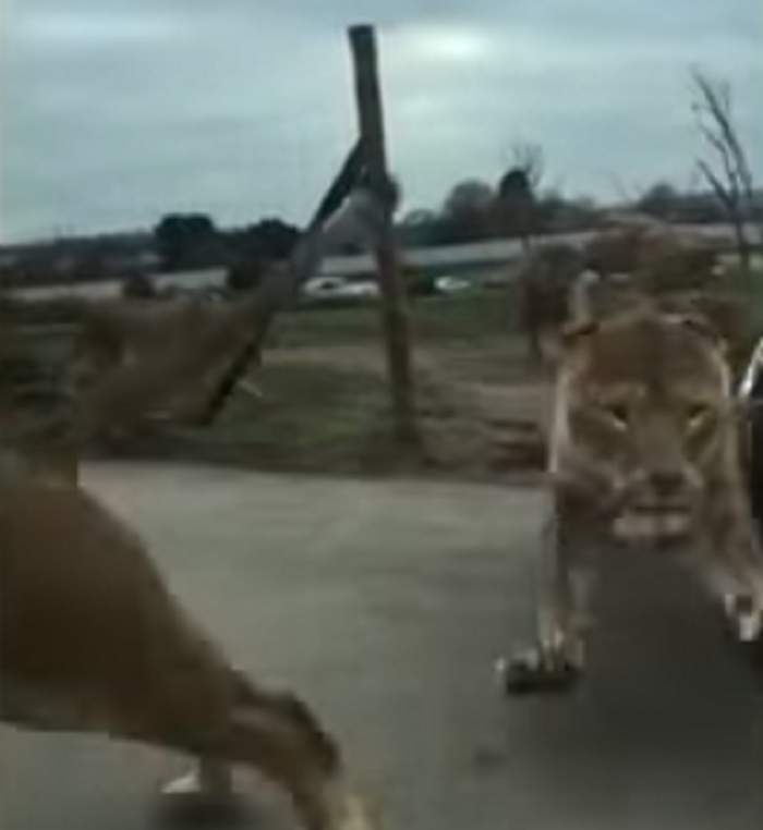 VIDEO / Clipe de groază trăite de o femeie după ce leii i-au atacat mașina în care erau și copii săi