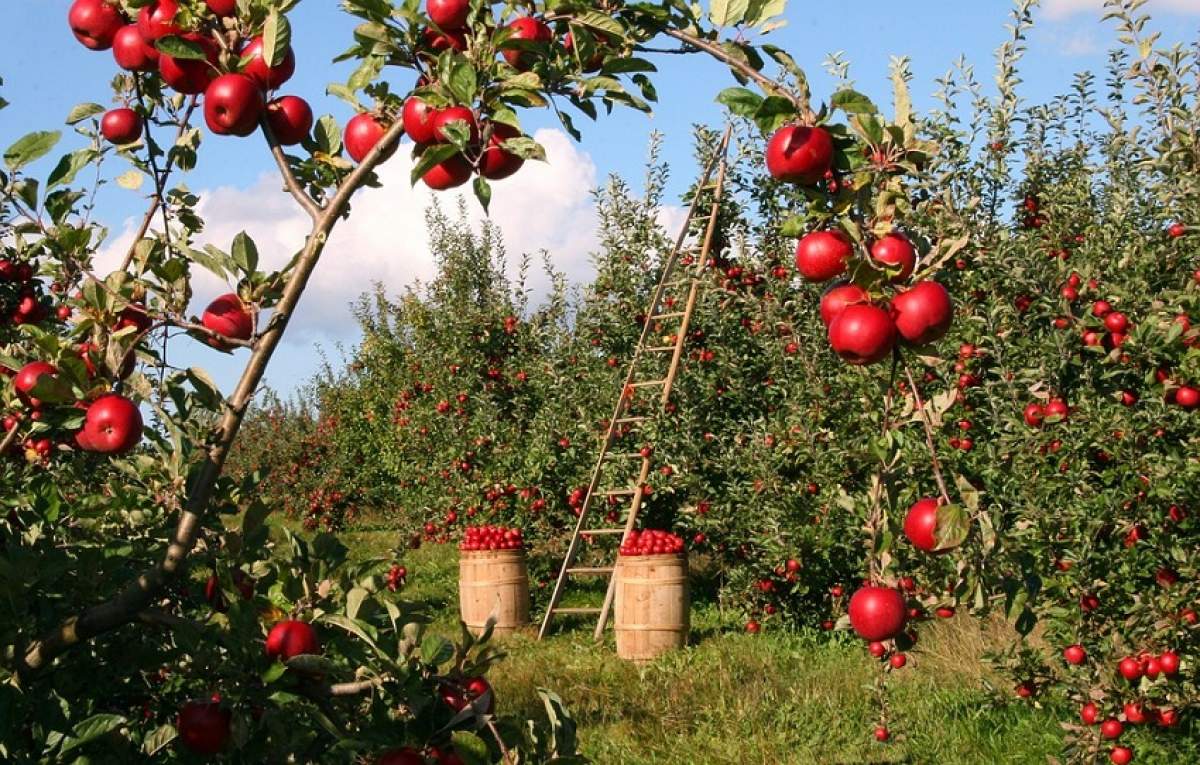 Sucul miraculos care te ajută la detoxifierea colonului! Este foarte uşor de preparat, iar ingredientele se regăsesc sigur la tine în bucătărie