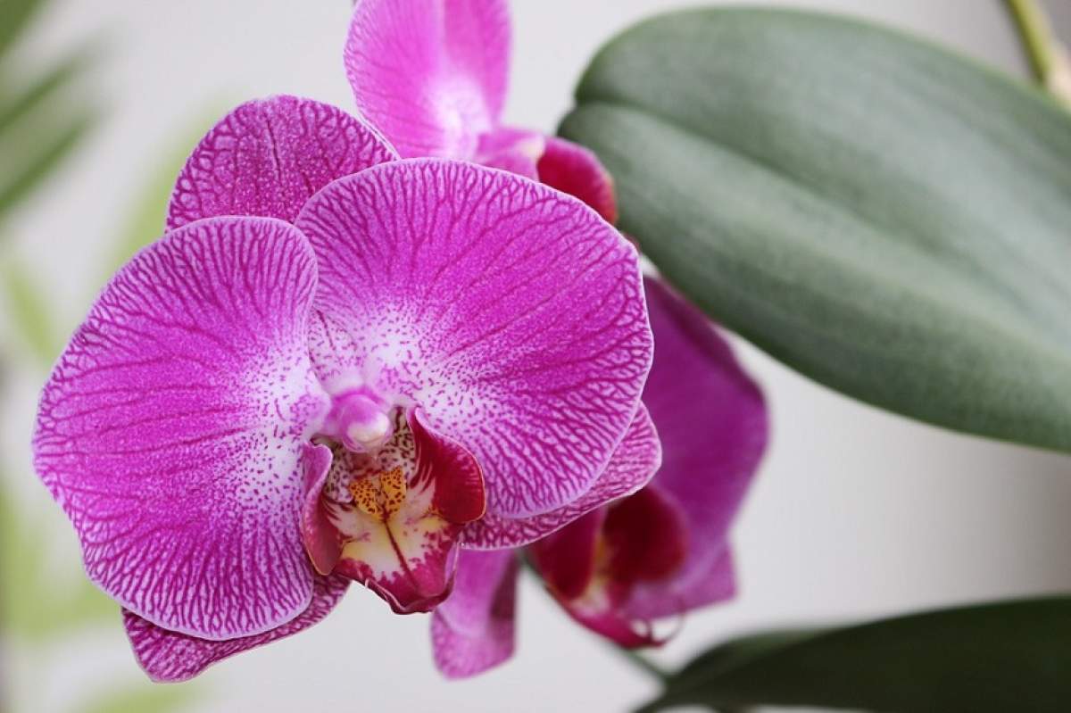 Nu-ţi înfloreşte orhideea? Cum s-o readuci la viaţă în patru paşi simpli