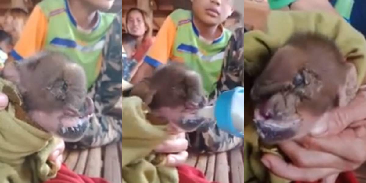 VIDEO / Porcul mutant cu trompă de elefant, hrănit cu biberonul de săteni. "O ciudățenie a naturii"