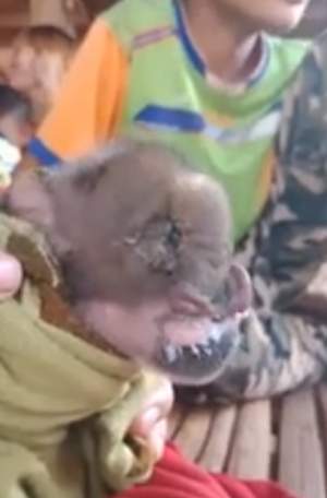 VIDEO / Porcul mutant cu trompă de elefant, hrănit cu biberonul de săteni. "O ciudățenie a naturii"