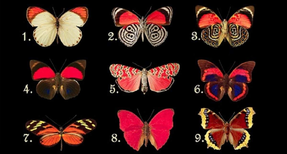Test: Alege un fluture şi află ce sentimente şi gânduri ascunzi faţă de ceilalţi!