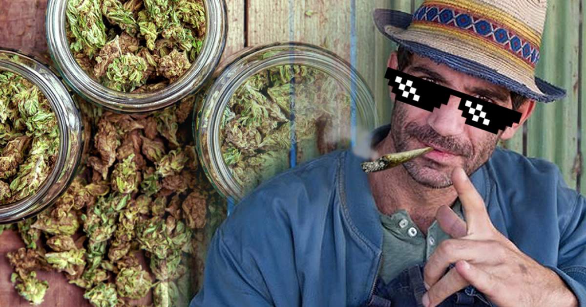 Cât cannabis au găsit procurorii DIICOT la "Firicel" din "Las Fierbinţi"! Detalii exclusive din dosar