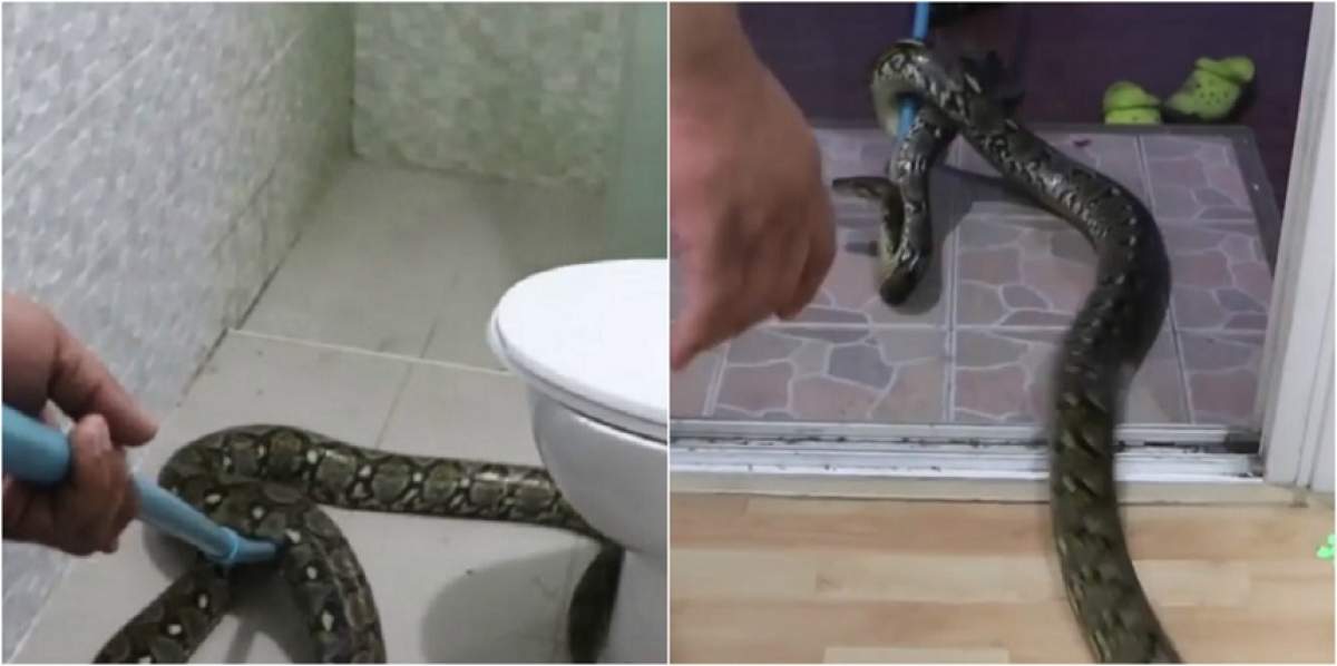 VIDEO / Şi-a tras spaima vieţii! O femeie a intrat în baie, dar i-a încremenit inima: "Mi-e prea frică!"
