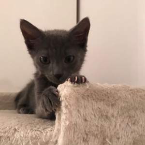 Pisica Oanei Zăvoranu a fost găsită: "A venit Riri singură acasă!"