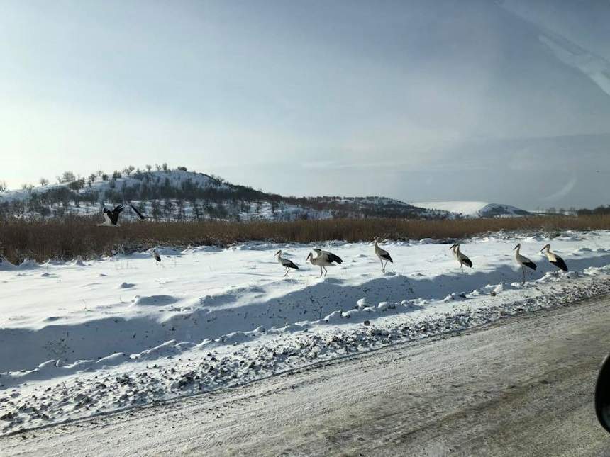 FOTO / Imagini spectaculoase cu ninsorile abundente şi fenomenele extreme din România